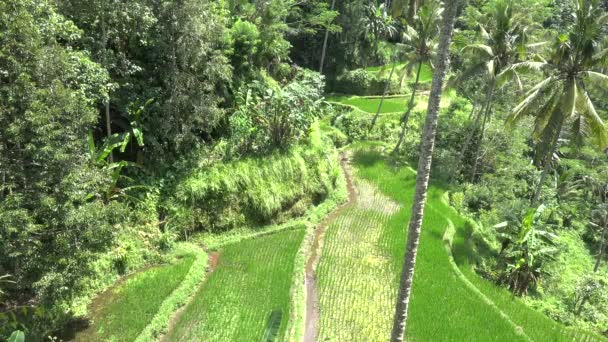 印度尼西亚巴厘Tegallalang稻田 — 图库视频影像