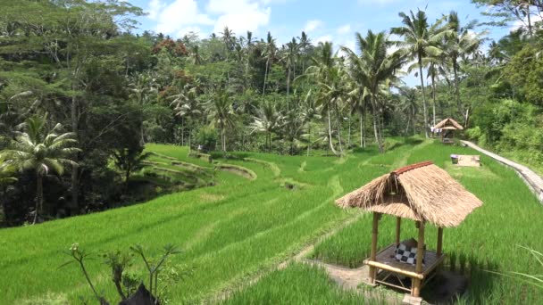 Terrasse Riz Tegallalang Bali Indonésie — Video