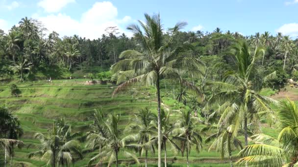 印度尼西亚巴厘Tegallalang稻田 — 图库视频影像