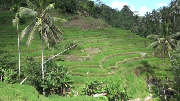 Rice Terrace Tegallalang Bali Indonesia — Video Stock