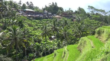Rice Terrace, Tegallalang, Bali, Endonezya