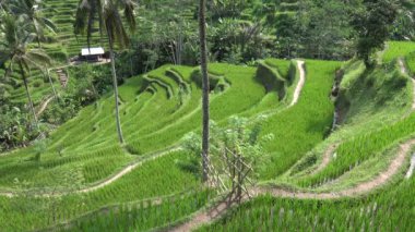 Rice Terrace, Tegallalang, Bali, Endonezya