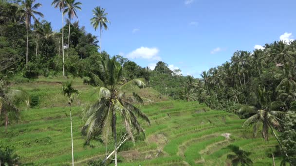 Terrasse Riz Tegallalang Bali Indonésie — Video