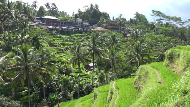 Terrasse Riz Tegallalang Bali Indonésie — Video