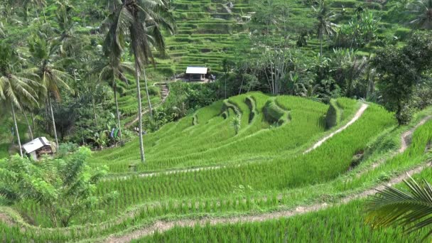 Rice Terrace Tegallalang Bali Indonesia — Video Stock