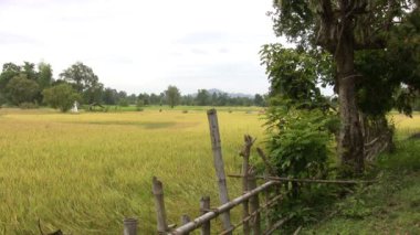 Don Det 'in Manzarası, Laos