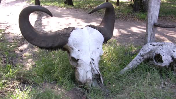 Masai Mara Landschaft Kenia — Stockvideo