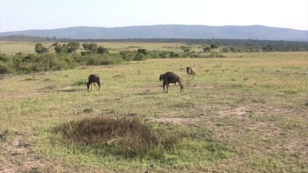 Blue Wildebeest Masai Mara Kenya — Vídeo de Stock