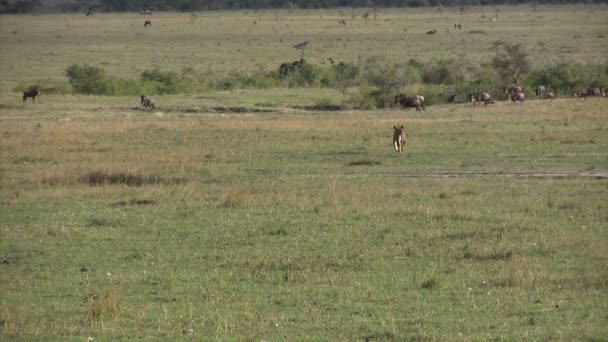 León Wildebeest Azul Masai Mara Kenia — Vídeo de stock