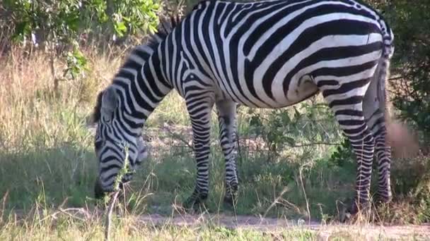 Grant Zebra Masai Mara Kenia — Vídeo de stock