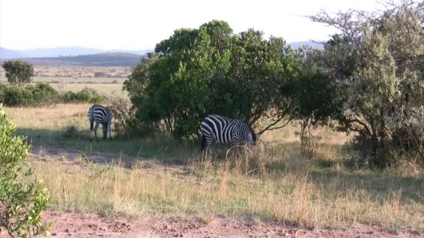 Grant Zebra Masai Mara Keňa — Stock video