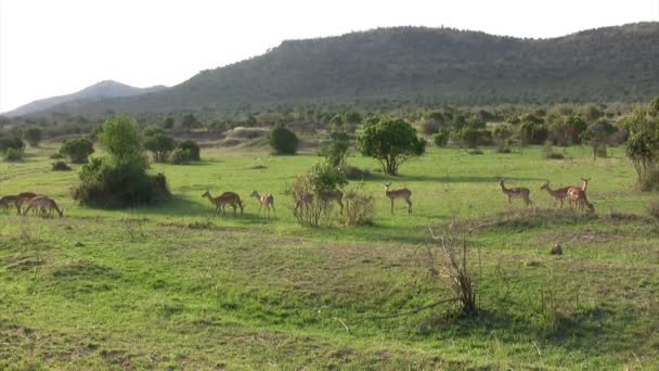 Impala Masai Mara Quénia — Vídeo de Stock