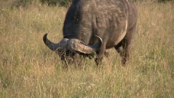 Afrikanischer Büffel Masai Mara Kenia — Stockvideo
