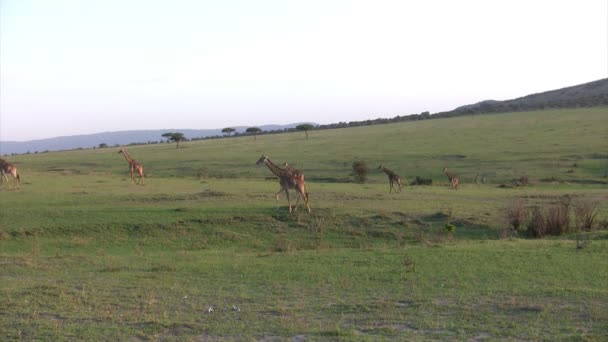 Masai Giraffes Masai Mara Quénia — Vídeo de Stock