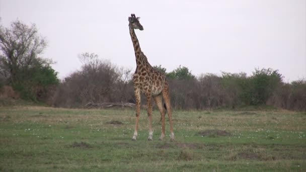 Jirafas Masai Masai Mara Kenia — Vídeo de stock