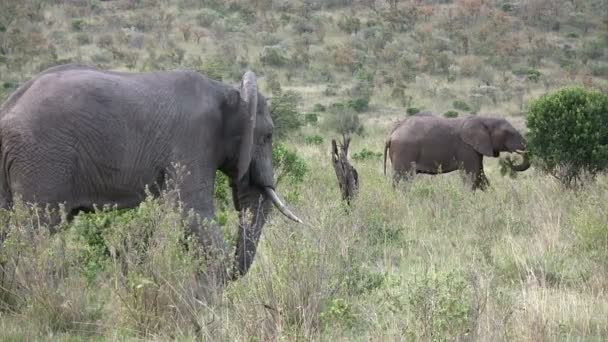 Afrikansk Elefant Masai Mara Kenya — Stockvideo