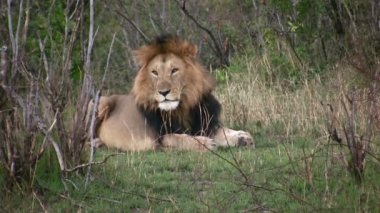 Aslan, Masai Mara, Kenya