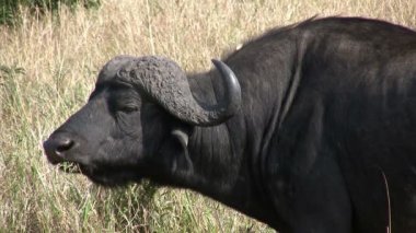Afrika Bizonu, Masai Mara, Kenya