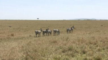 Grant 'in Zebra' sı, Masai Mara, Kenya