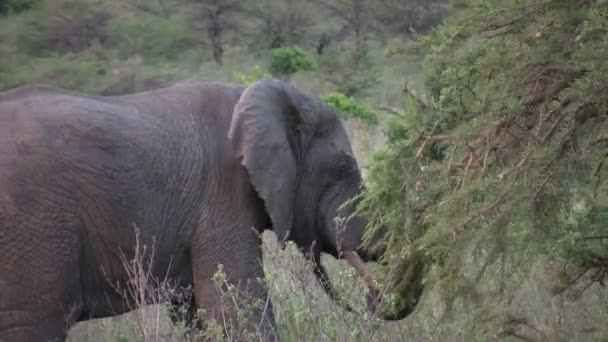 Африканський Слон Масаї Мара Кенія — стокове відео