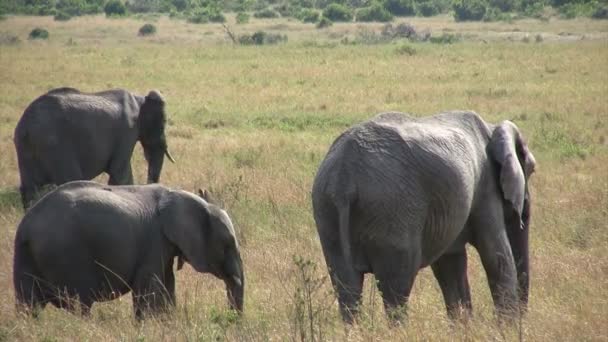 Африканський Слон Масаї Мара Кенія — стокове відео