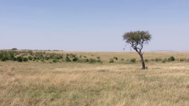 Paisaje Masai Mara Kenia — Vídeo de stock