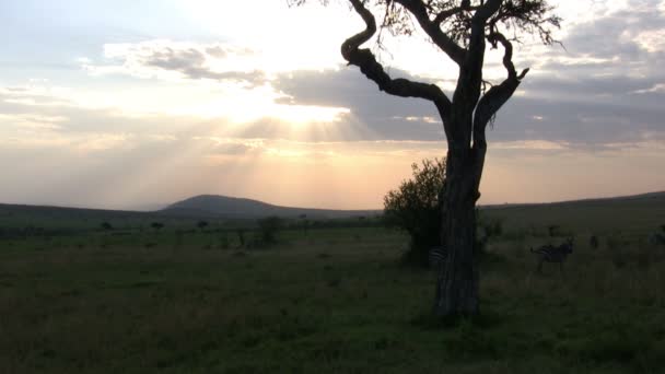 Masai Mara Τοπίο Κένυα — Αρχείο Βίντεο