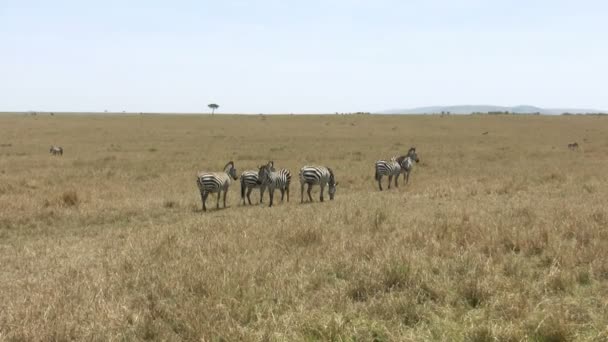 Grant Zebra Masai Mara Keňa — Stock video