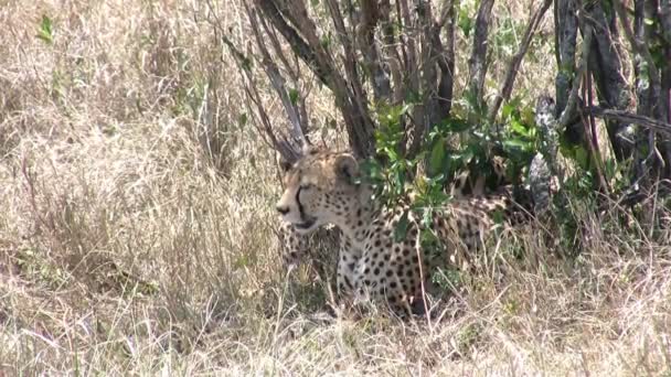 Cheetah Masai Mara Quénia — Vídeo de Stock