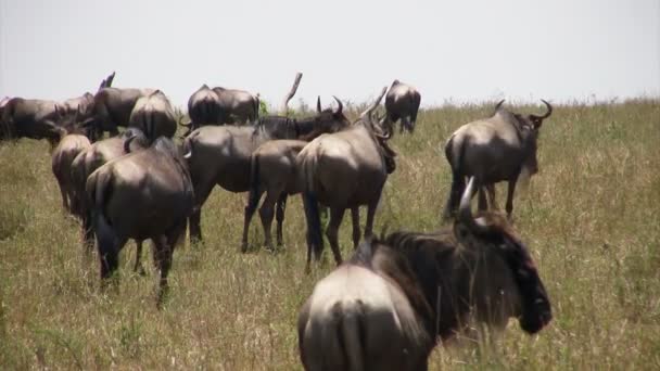 Blue Wildebeest Masai Mara Keňa — Stock video