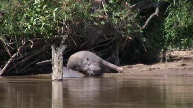 Hippo, Masai Mara, Kenya