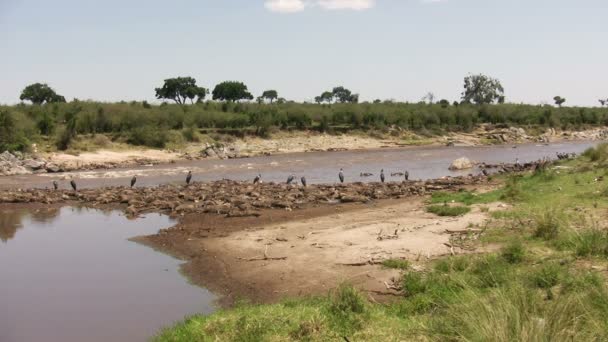 Tote Tiere Blaugnu Und Marabou Storch Masai Mara Kenia — Stockvideo