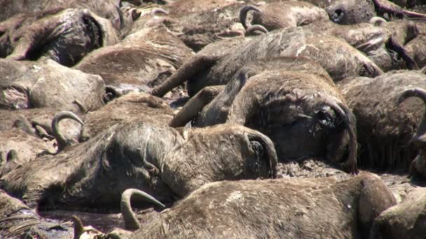 死んだ動物 Blue Wildebeest Masai Mara Kenya — ストック動画
