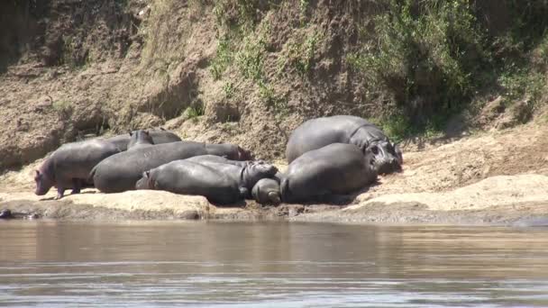 Hippo Masai Mara Kenia — Vídeo de stock