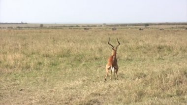 Impala, Masai Mara, Kenya