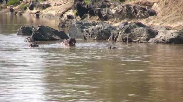 Hippo Masai Mara Quénia — Vídeo de Stock