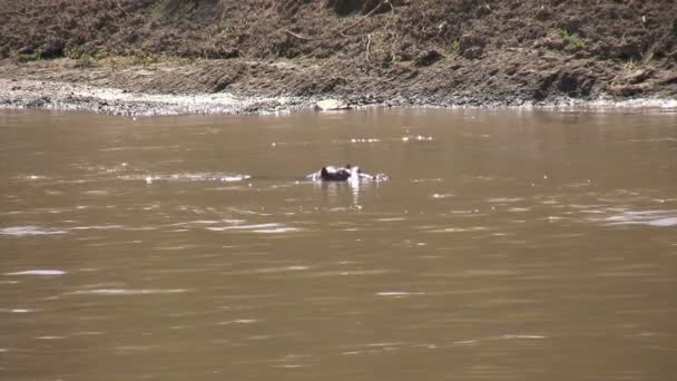 Hippo Masai Mara Kenia — Vídeo de stock