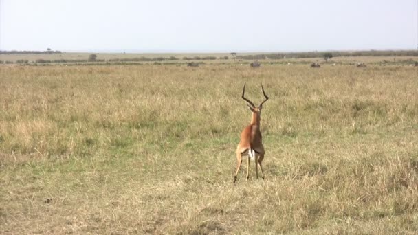 Impala Masai Mara Kenia — Vídeo de stock