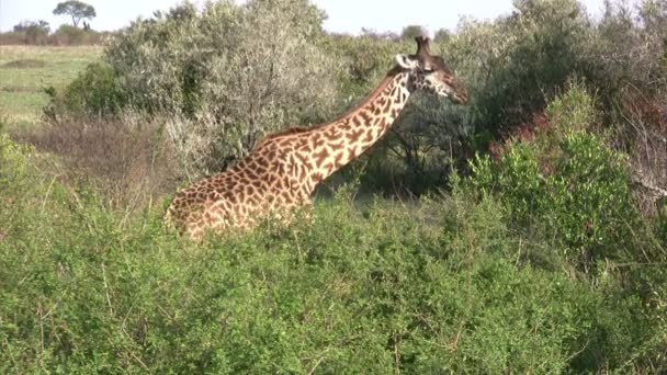 Masai Giraffes Masai Mara Kenia — Wideo stockowe