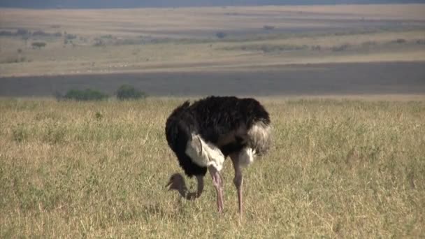 Avestruz Masai Mara Quénia — Vídeo de Stock