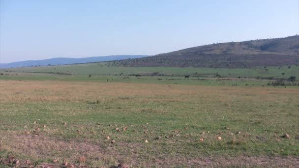 Masai Mara Landschaft Kenia — Stockvideo