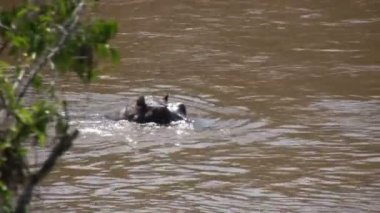 Hippo, Masai Mara, Kenya