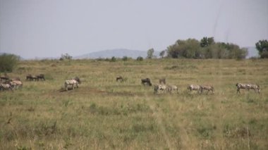 Grant 'in Zebra ve Mavi Antilopları, Masai Mara, Kenya