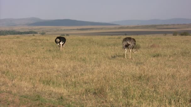 Avestruz Masai Mara Kenia — Vídeo de stock