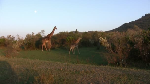 Jirafas Masai Masai Mara Kenia — Vídeo de stock