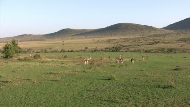 Avestruz Masai Mara Kenia — Vídeo de stock