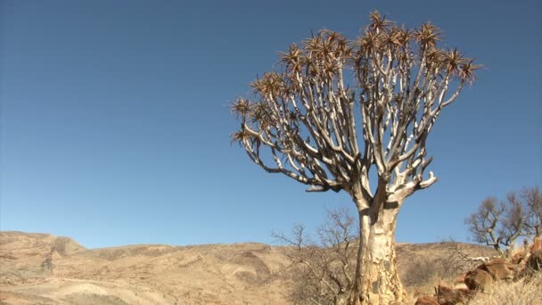 Namibská Pouštní Krajina Namibie — Stock video