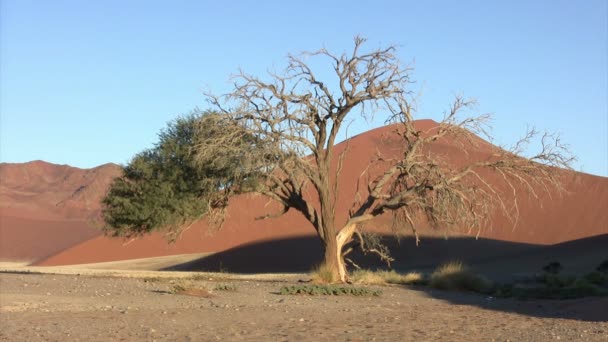 Namib Sivatagi Táj Namíbia — Stock videók