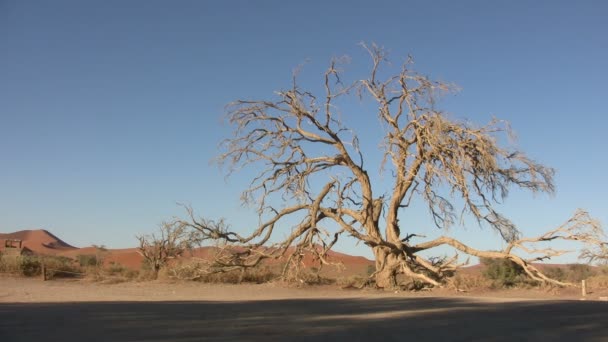 Τοπίο Της Ερήμου Namib Ναμίμπια — Αρχείο Βίντεο