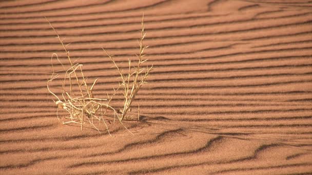 Namib Paysage Désertique Namibie — Video